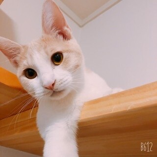 ムチムチしたミルクティー色の薄い茶白の男の子♂