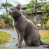【交渉中】愛知県周辺で成人ネコをもらってくださる方 サムネイル2