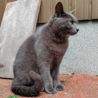 【交渉中】愛知県周辺で成人ネコをもらってくださる方 サムネイル3