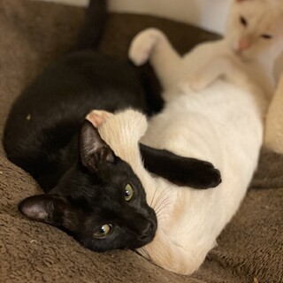 黒猫ちゃんと白猫君(ブルー目)