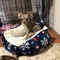 チワワ♀ルビー 1歳半　