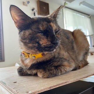 キャスパーちゃん♀サビ猫