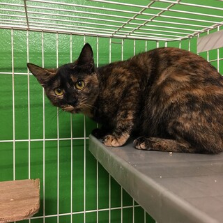 まだ人が怖いかおすちゃん