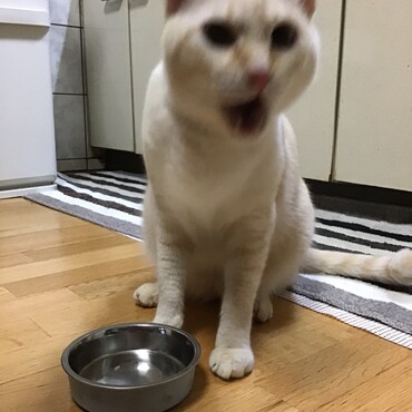 チャムちゃん、元気？いっぱい食べてる？ボクはお腹がパンパンくらい食べてるよ！