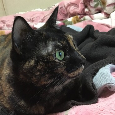 暖かくてストーブがまだ出てないの。だからこの毛布の上がサイコーよ！
