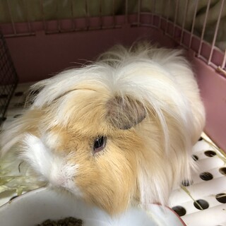 モルモット2匹一緒に引き取ってくれる方