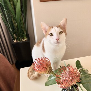 沖縄でハブに咬まれてしまったボクは・・・