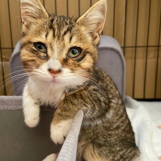 【保護猫】よつばちゃん♀キジ白