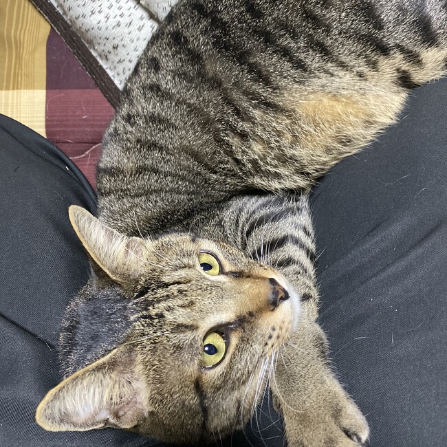 Roy25のカバー写真