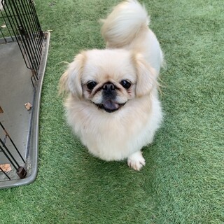 愛嬌たっぷり☆*°ペキニーズ