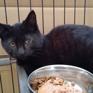 かいとくん♂黒猫