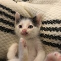 4兄弟のうちの最後の1匹です