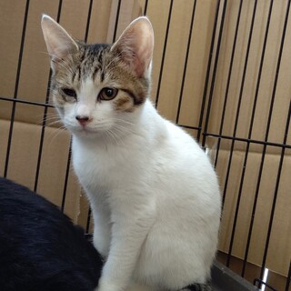 【保護猫】みち♀キジ白