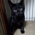 黒猫ゴロー、里親さま決定です