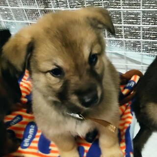 周南犬4兄弟　たっちゃん　ビビりでも人なつこい子。