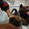 周南犬4兄弟　たっちゃん　ビビりでも人なつこい子。 サムネイル6