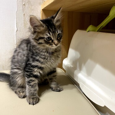 ナナちゃんです！！