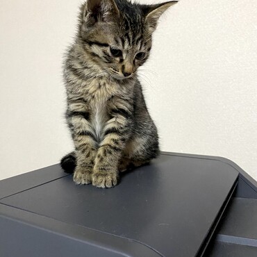 ミクちゃんです！！