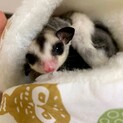 フクロモモンガの里親募集してます。