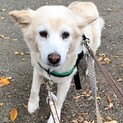 まだまだ元気！モフモフの可愛いシニアむつみ