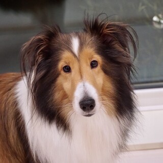 やりやすいシェルティ、ラテの家族を募集します。