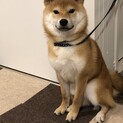 8ヶ月豆柴　素直で元気な男の子