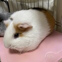 モルモット 一歳 女の子