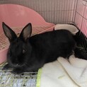 ネザーとミニうさぎのMIX