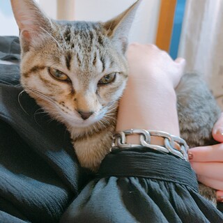 生後3〜4ヶ月の子猫ちゃんの里親さん募集中です