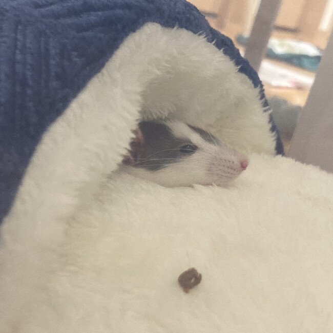 まっしゅるーーむのカバー写真