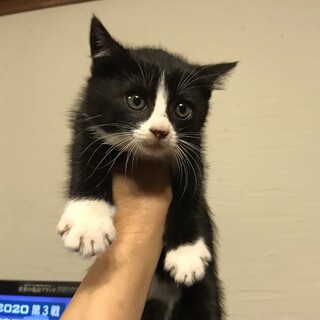 可愛いタキシードソックス子猫1ヶ月