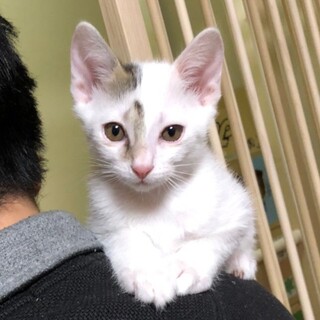 募集停止　ゴロゴロな白黒男子❤️ごま