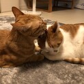 【多頭飼い可能な方】仲良し3匹(3歳)