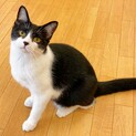 【動画】甘〜くて優しいお顔立ち♪ 白黒ハチワレ♪
