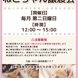 三郷市(⑉•ェ•⑉)保護猫譲渡会