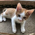 茶トラ白ハチワレ子猫 可愛い男の子