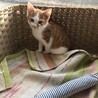 茶トラ白ハチワレ子猫 可愛い男の子 サムネイル2