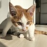 茶トラ白ハチワレ子猫 可愛い男の子 サムネイル3