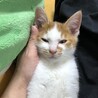 茶トラ白ハチワレ子猫 可愛い男の子 サムネイル4