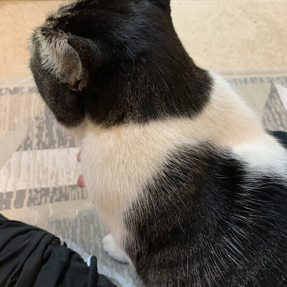 おはぎのカバー写真