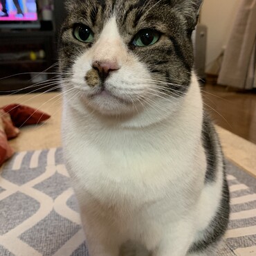 賢そう