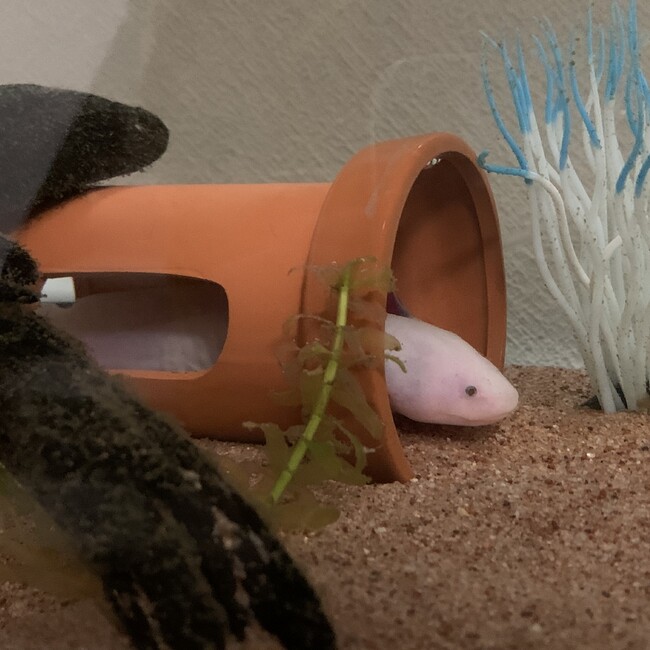 Tamakoのカバー写真