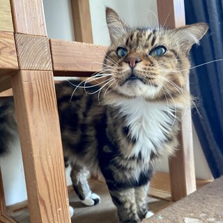 人が大好き元気長毛ムサファ