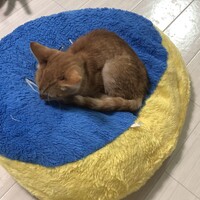子虎