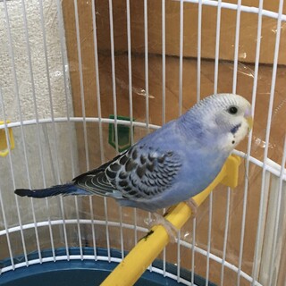 セキセイインコ（生後2ヶ月ほど）