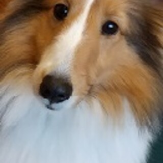 ♪　シェルティー8ケ月♂ぜん君　♪