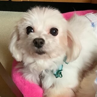 お目目がキラッ尻尾がピコピコ♪可愛いポルカちゃん