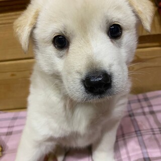 チーズちゃん☆2ヶ月の家族を探してます。