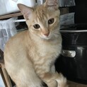 マンチカンとのMIX 男の子
