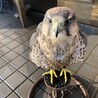 アスピィ